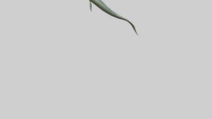 Eel swimming model 3D model 4