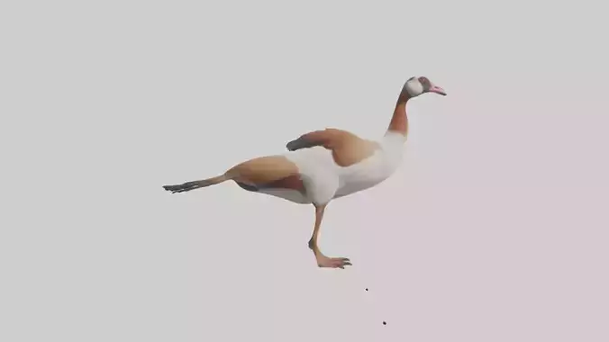 Egyptian Goose waddling model