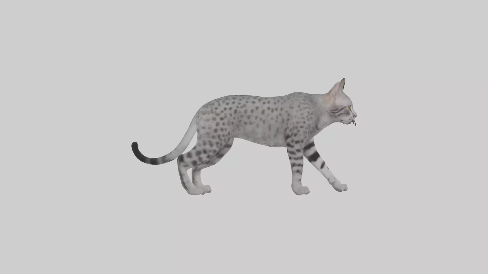 Egyptian Mau stalking model 3D model_0