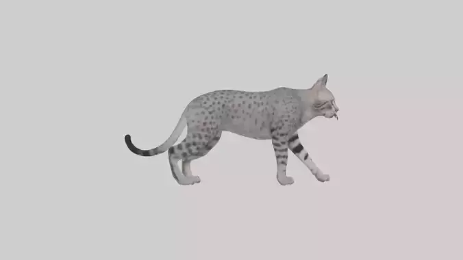 Egyptian Mau stalking model