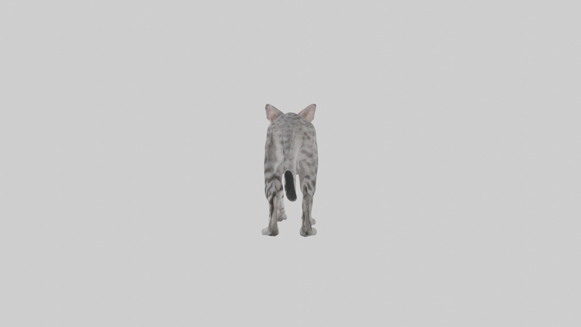 Egyptian Mau stalking model 3D model_12