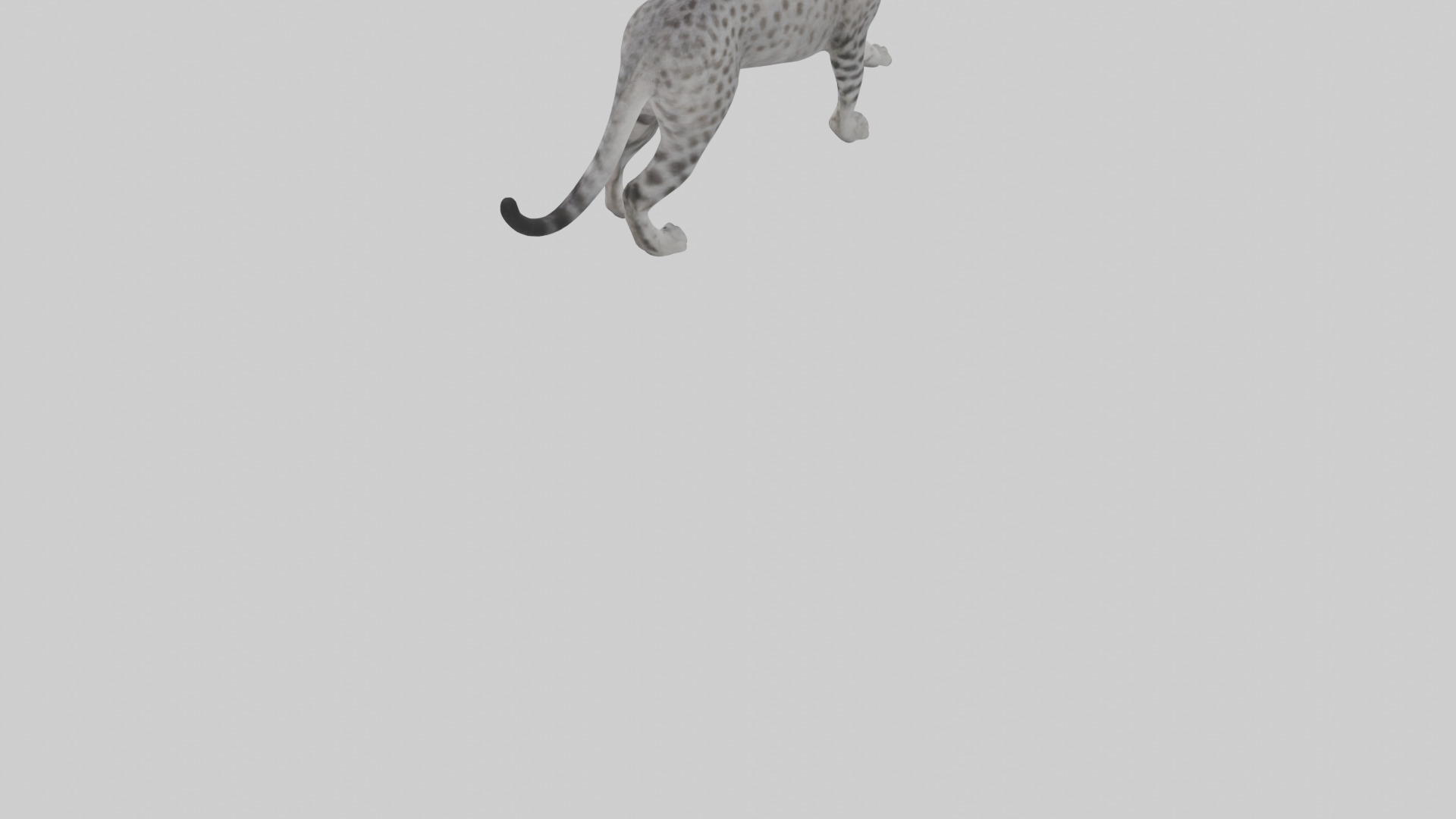 Egyptian Mau stalking model 3D model_3