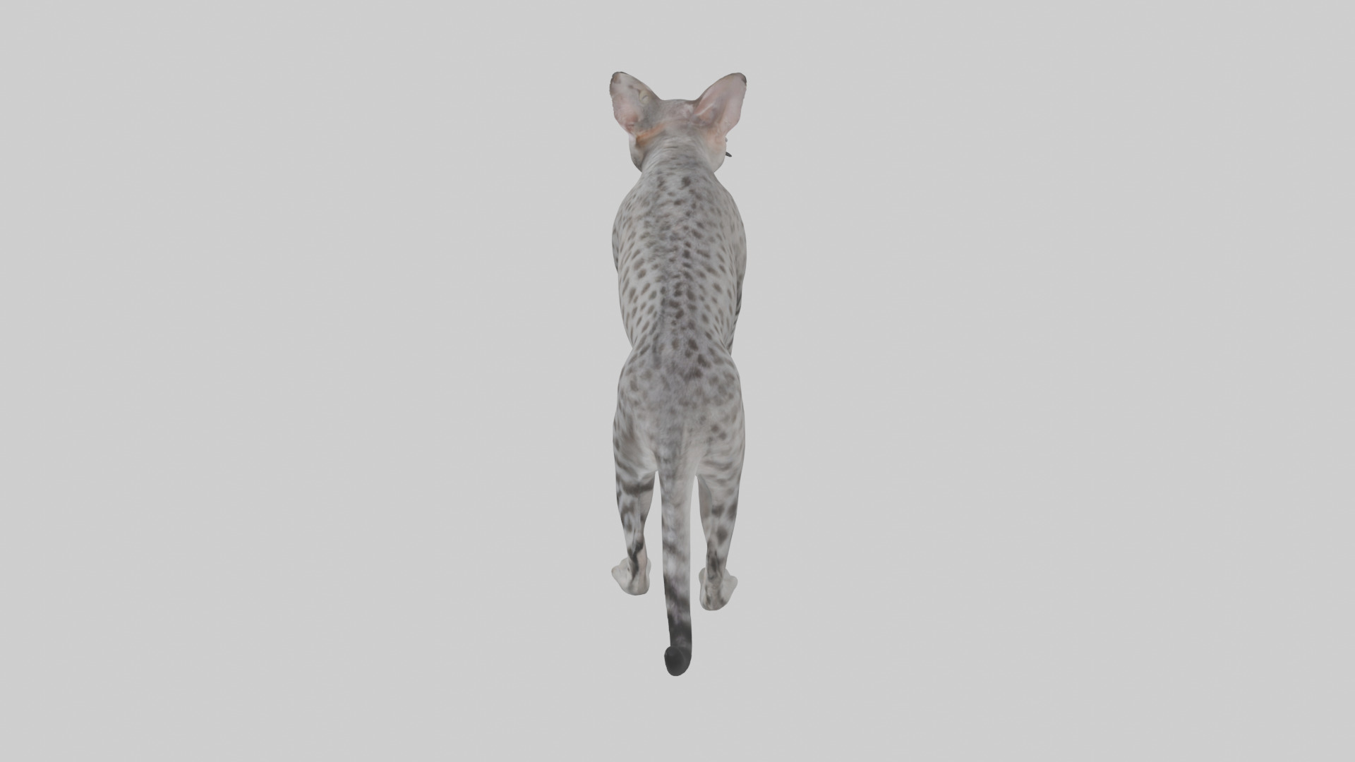 Egyptian Mau stalking model 3D model_17