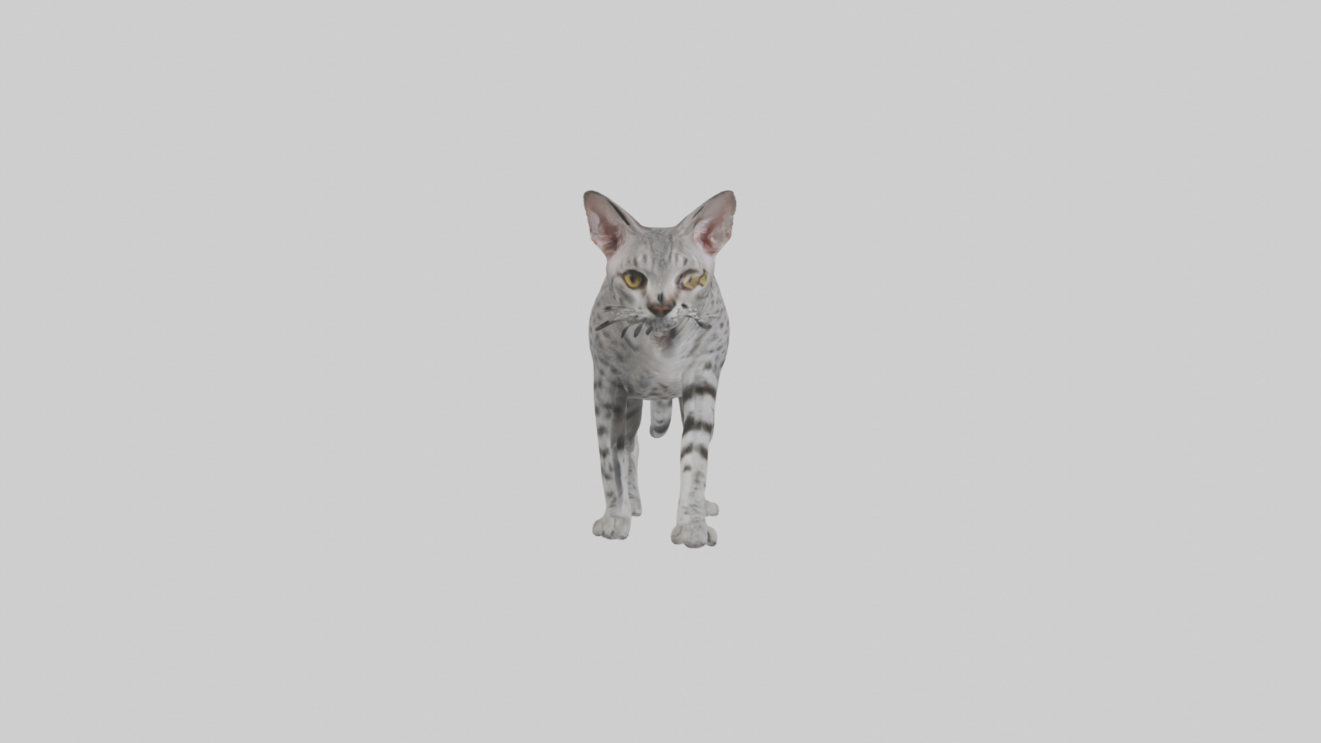 Egyptian Mau stalking model 3D model_13