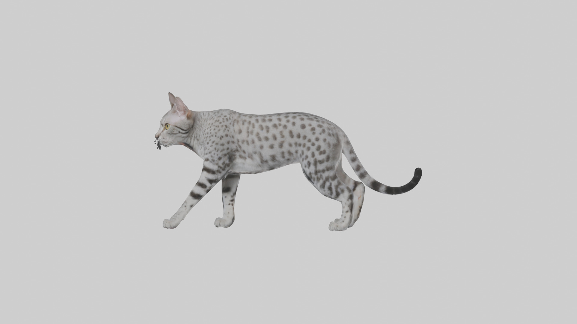 Egyptian Mau stalking model 3D model_9