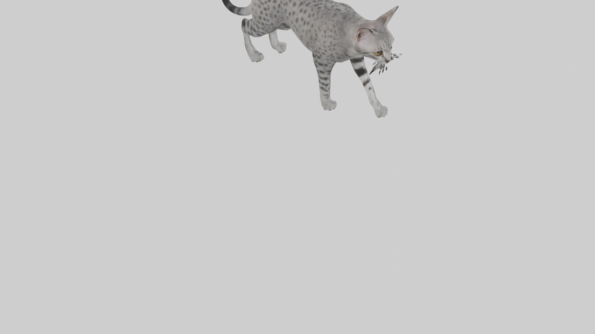 Egyptian Mau stalking model 3D model_4