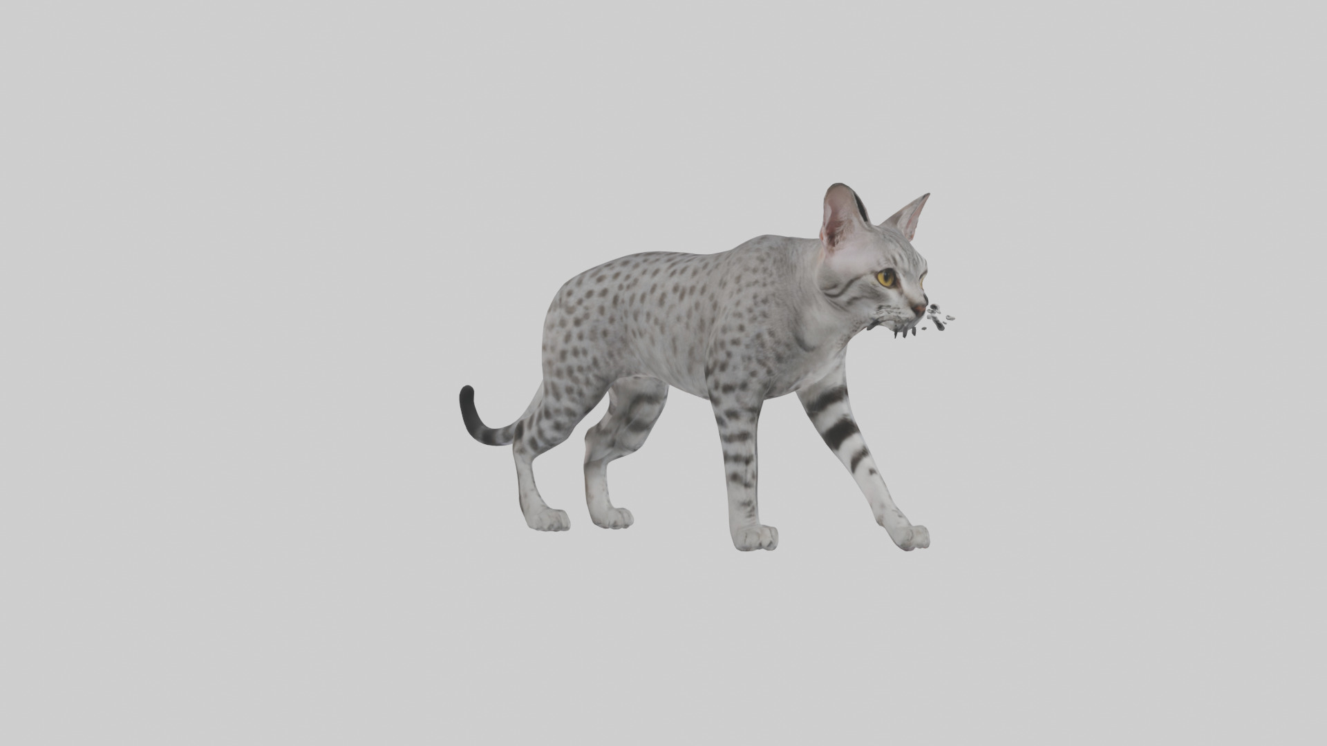 Egyptian Mau stalking model 3D model_2