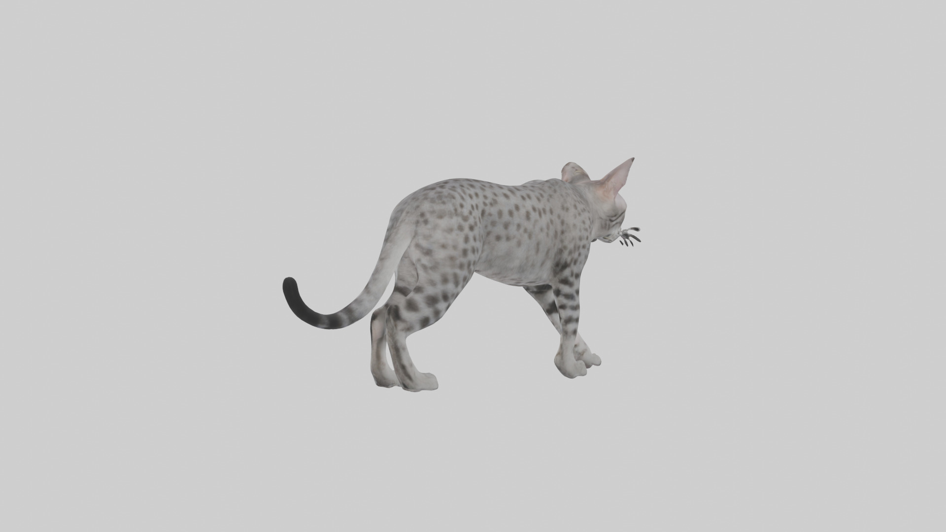 Egyptian Mau stalking model 3D model_1