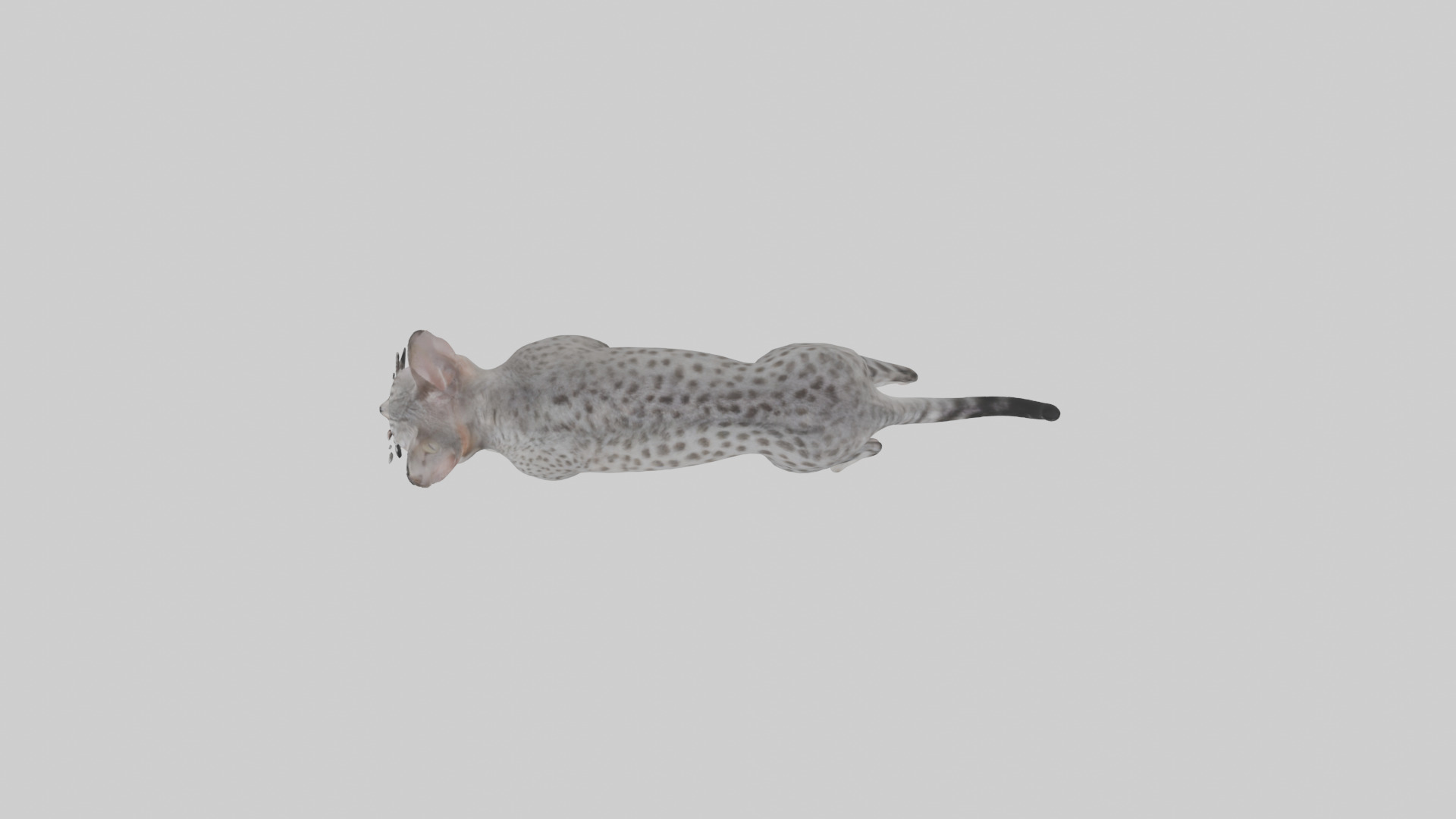 Egyptian Mau stalking model 3D model_14