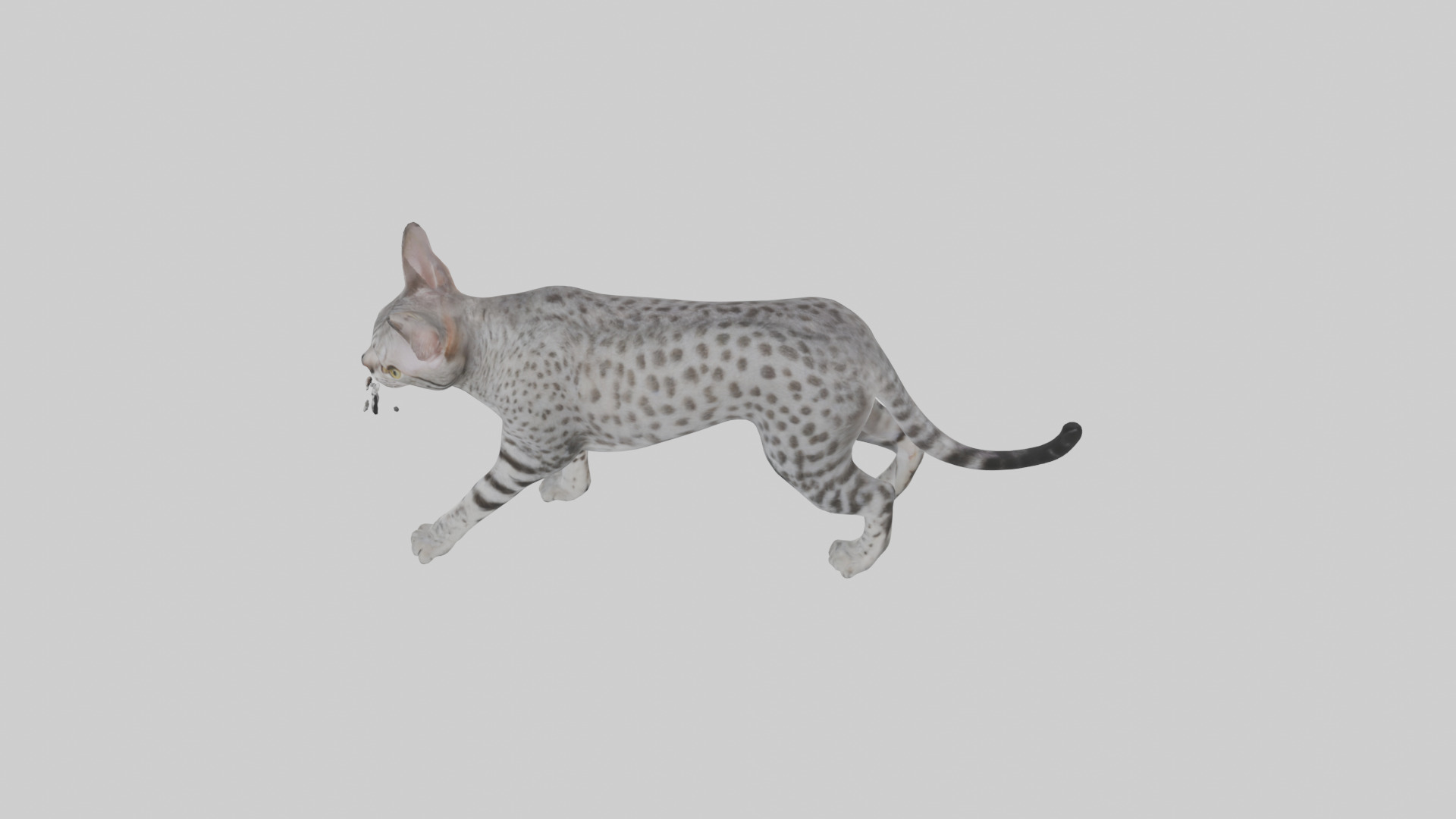 Egyptian Mau stalking model 3D model_16