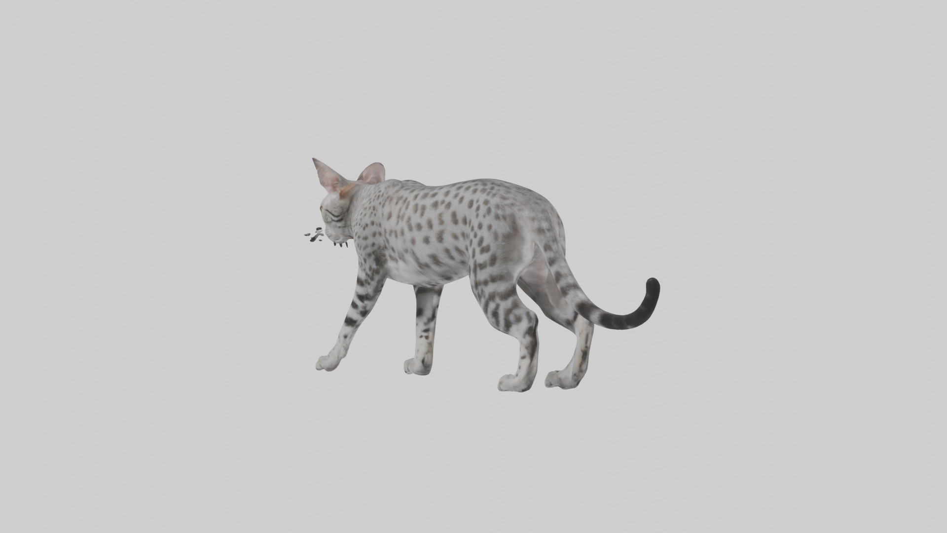 Egyptian Mau stalking model 3D model_10