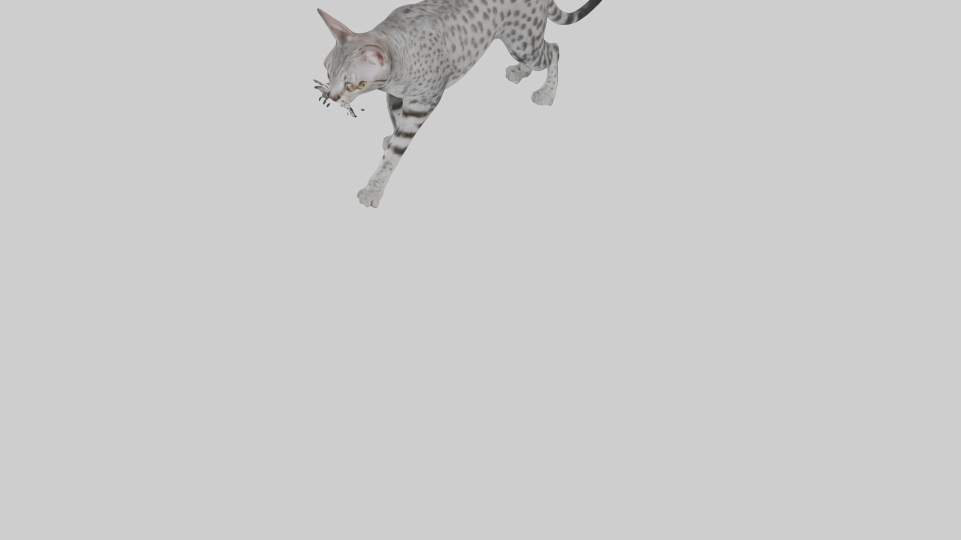Egyptian Mau stalking model 3D model_6