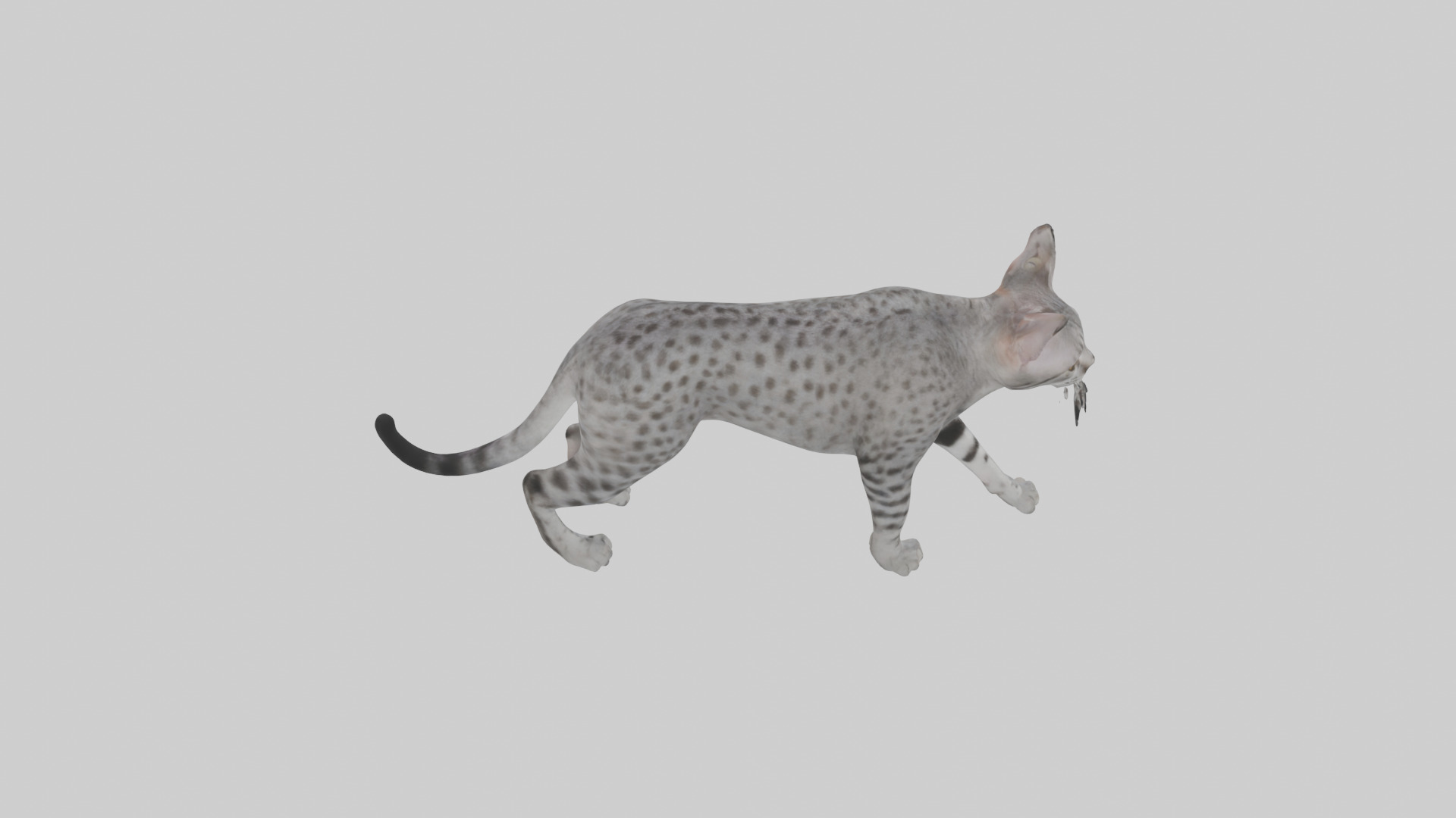 Egyptian Mau stalking model 3D model_15