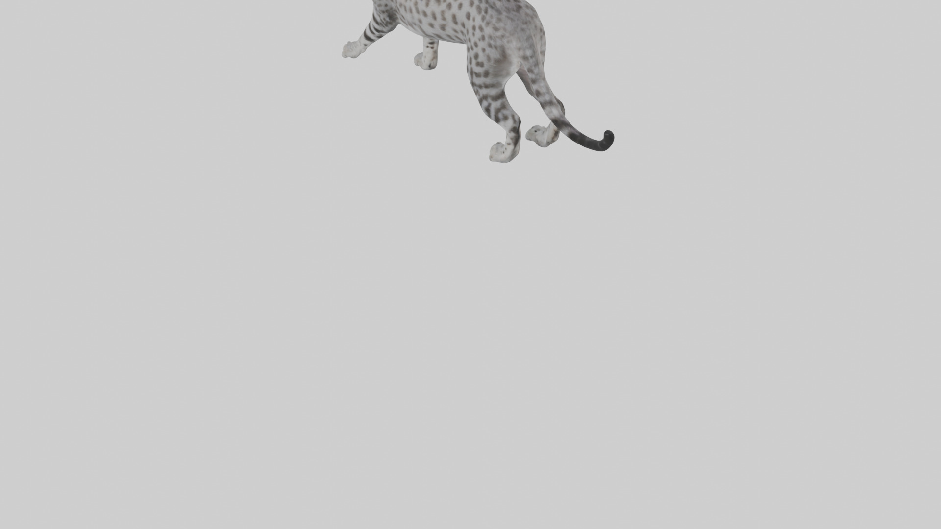 Egyptian Mau stalking model 3D model_5