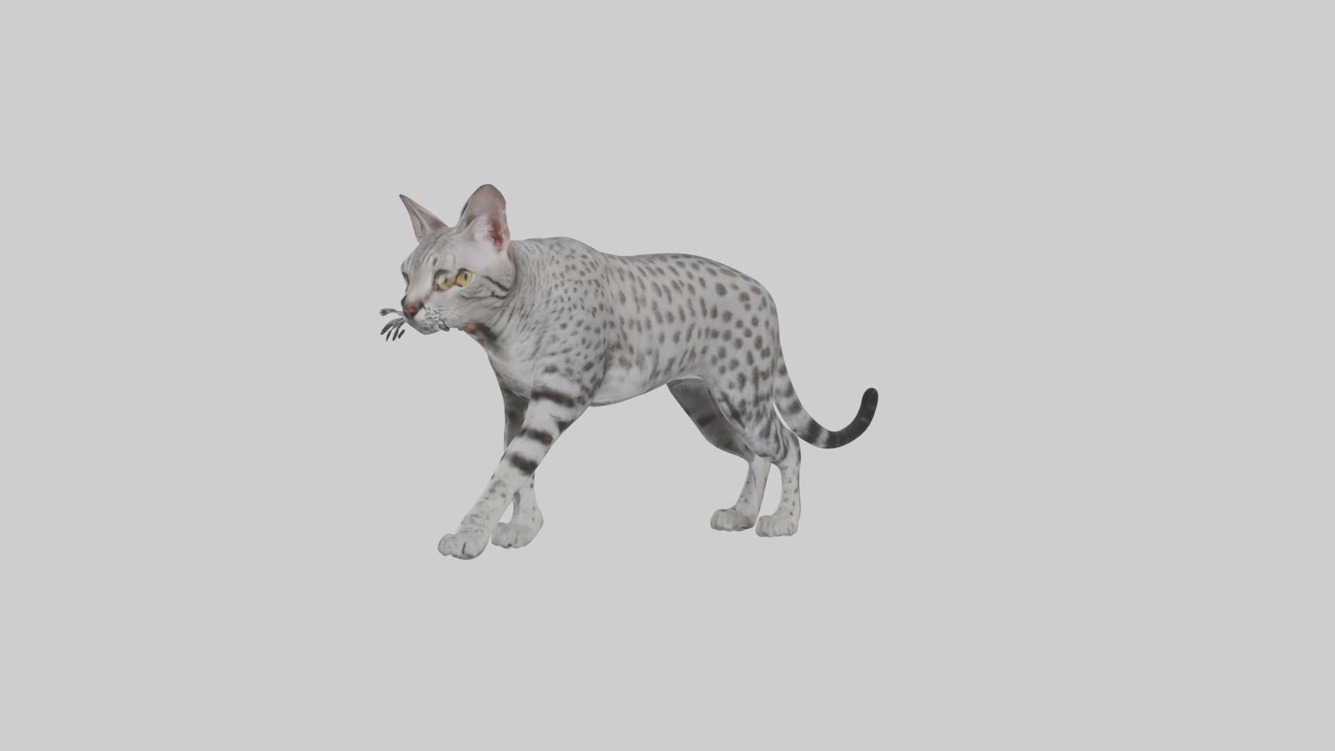 Egyptian Mau stalking model 3D model_7