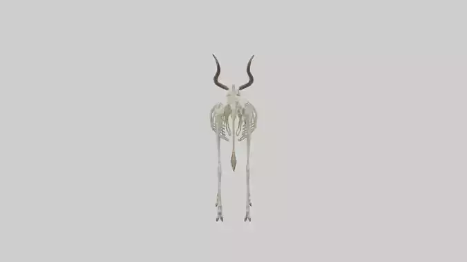 Eland Skeleton model 3D model
