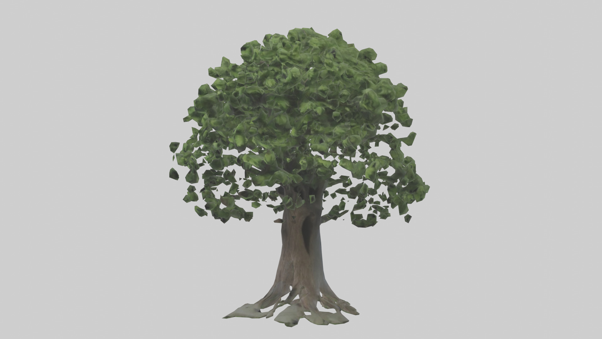 Elderberry tree model 3D model_8
