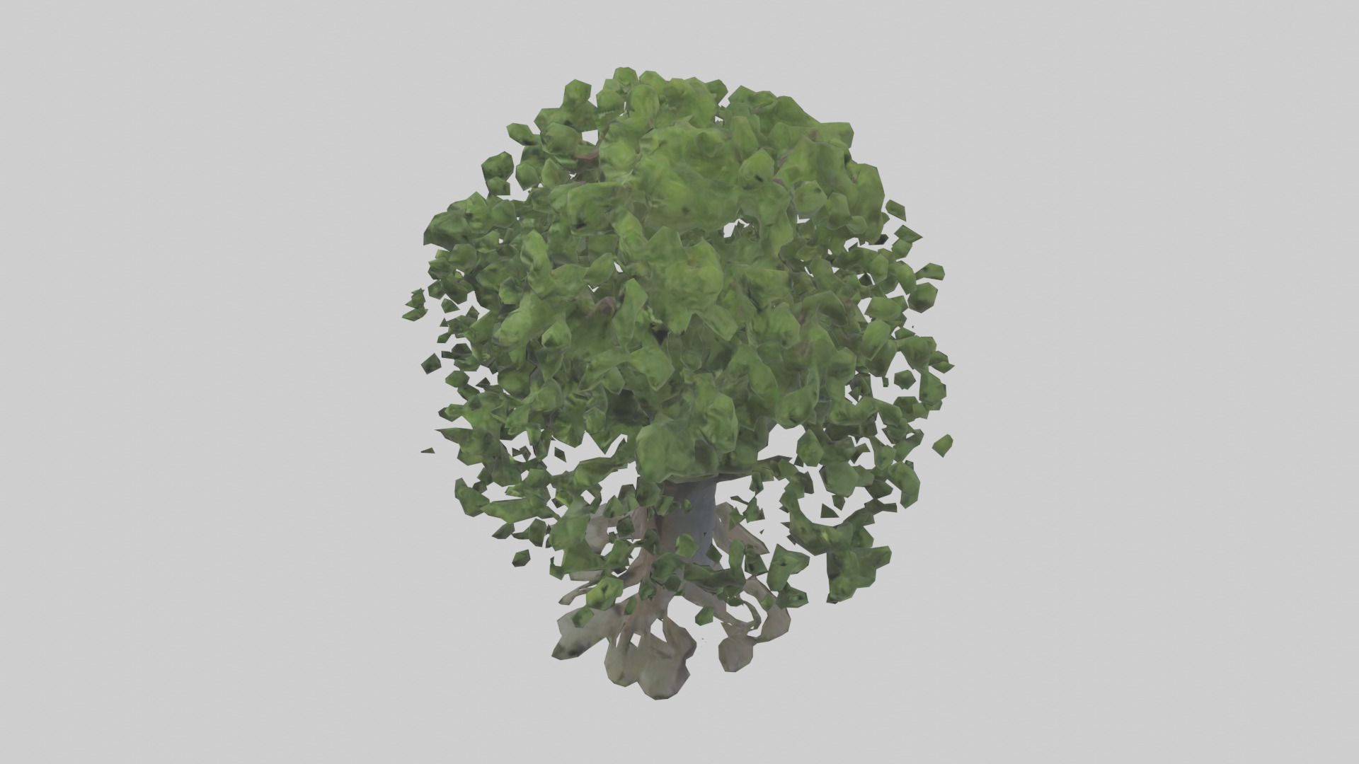 Elderberry tree model 3D model_17