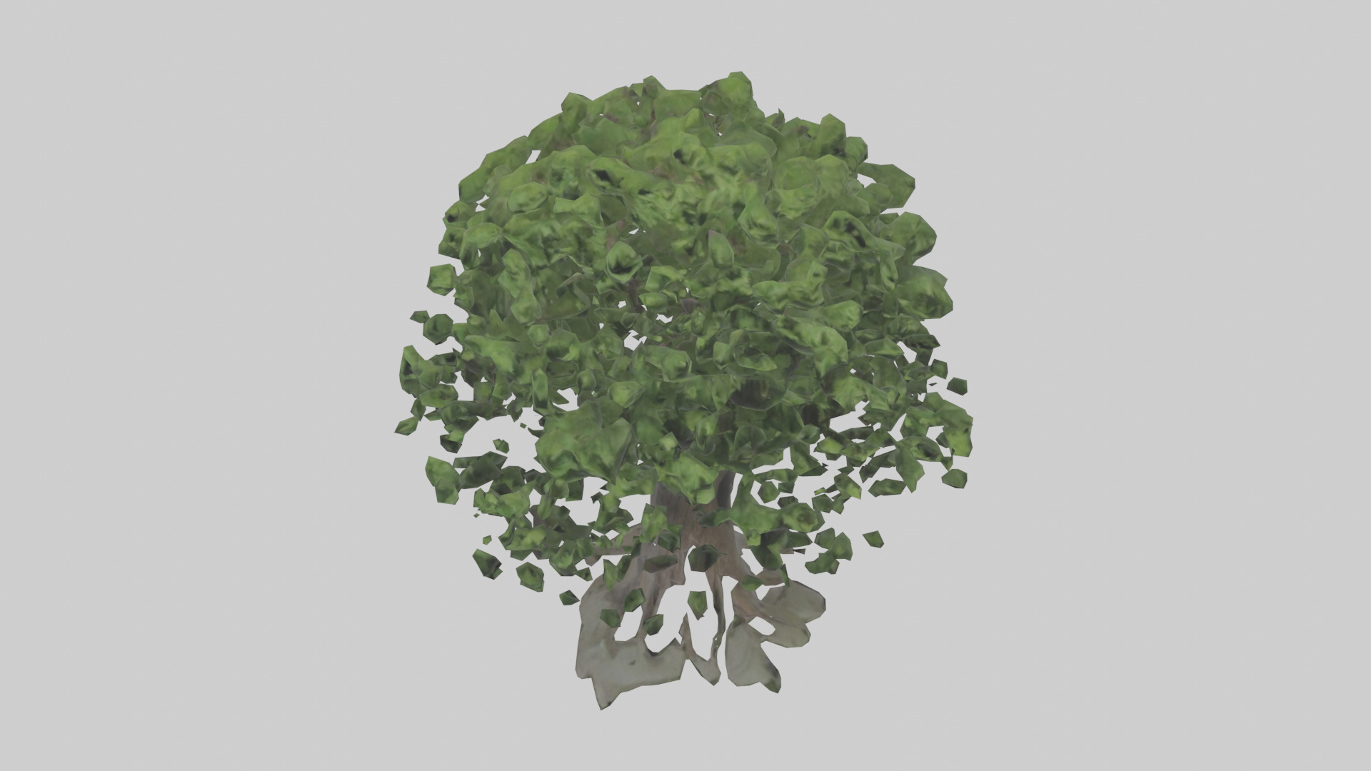 Elderberry tree model 3D model_16