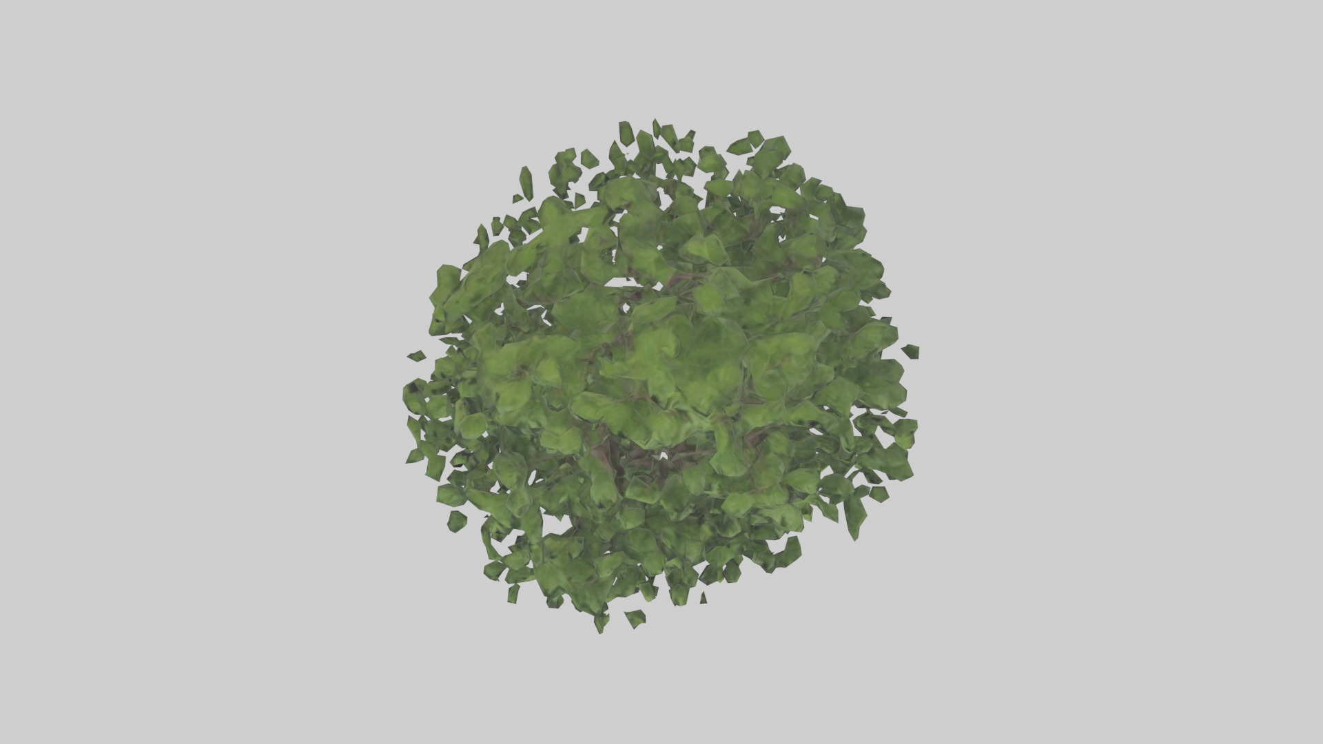 Elderberry tree model 3D model_14