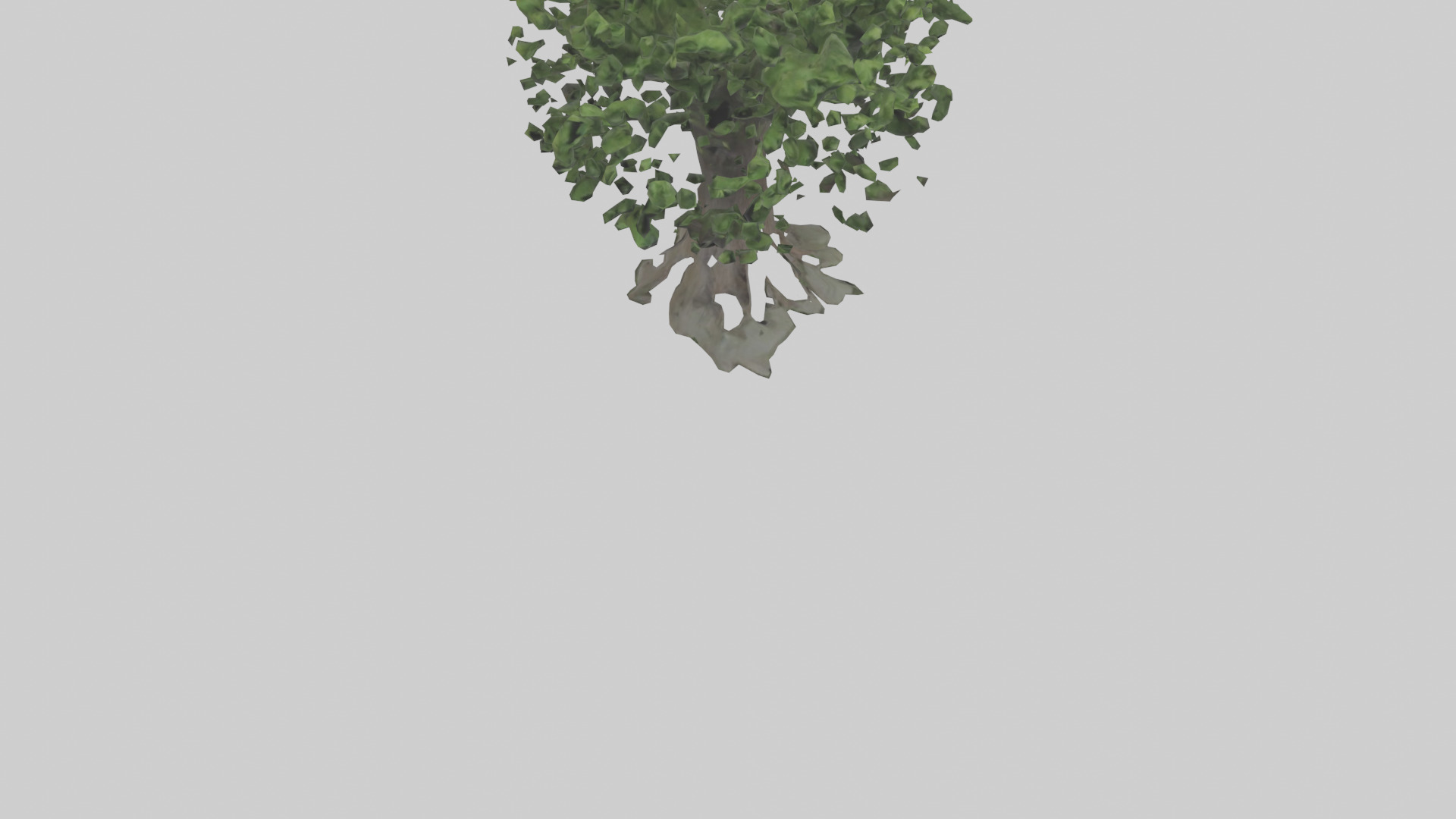 Elderberry tree model 3D model_6
