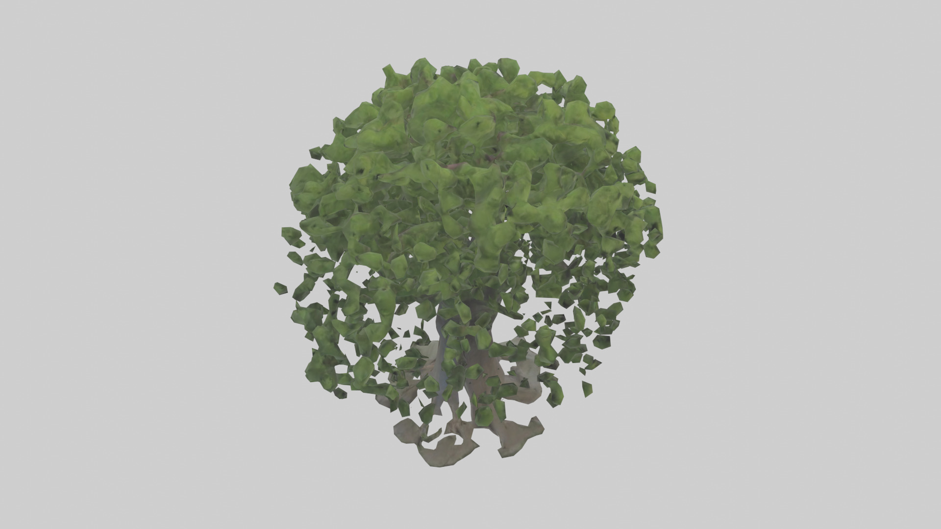 Elderberry tree model 3D model_15