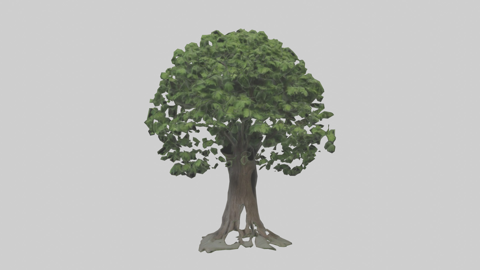 Elderberry tree model 3D model_9