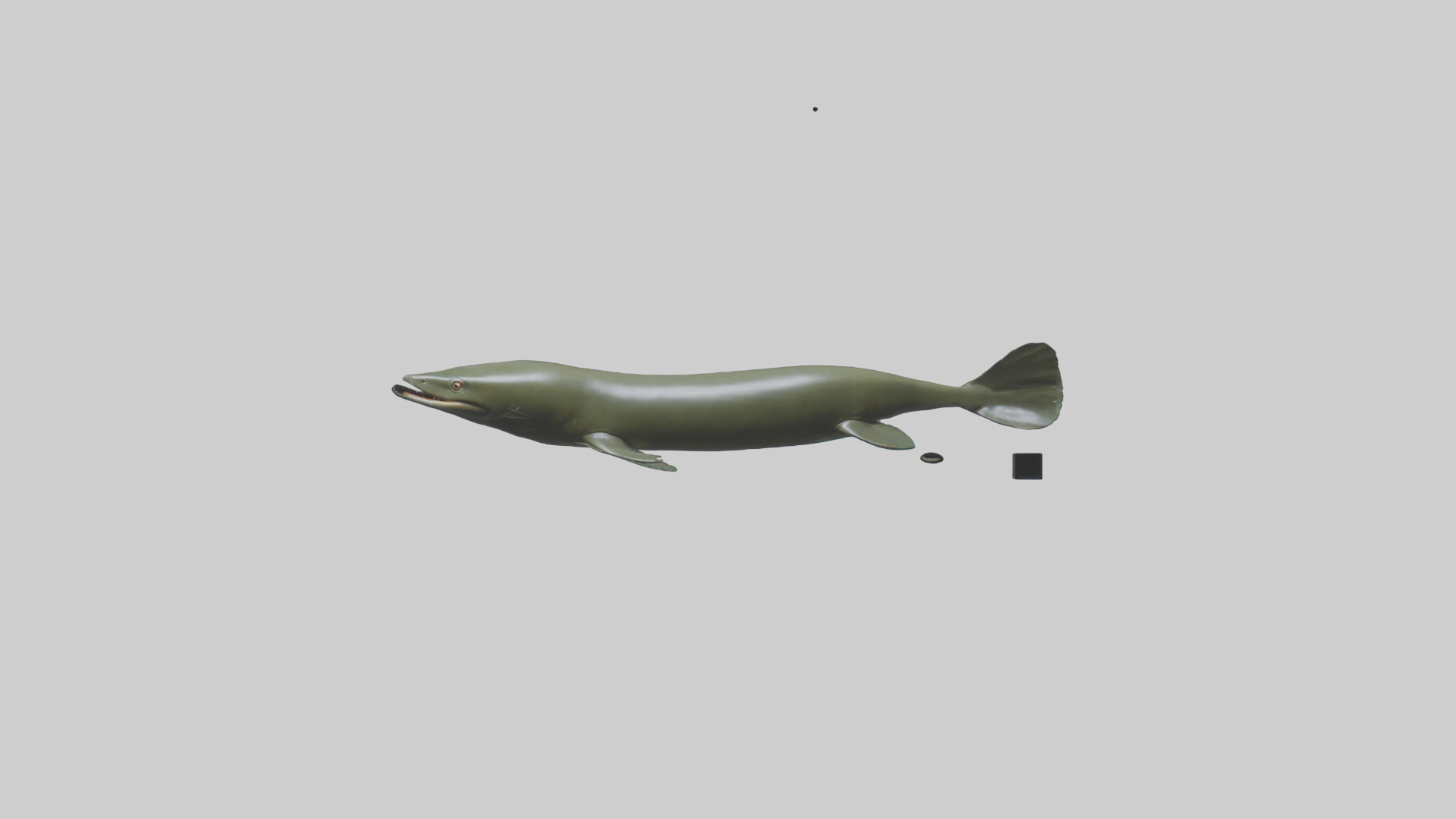 Electric Eel swimming model 3D model_9