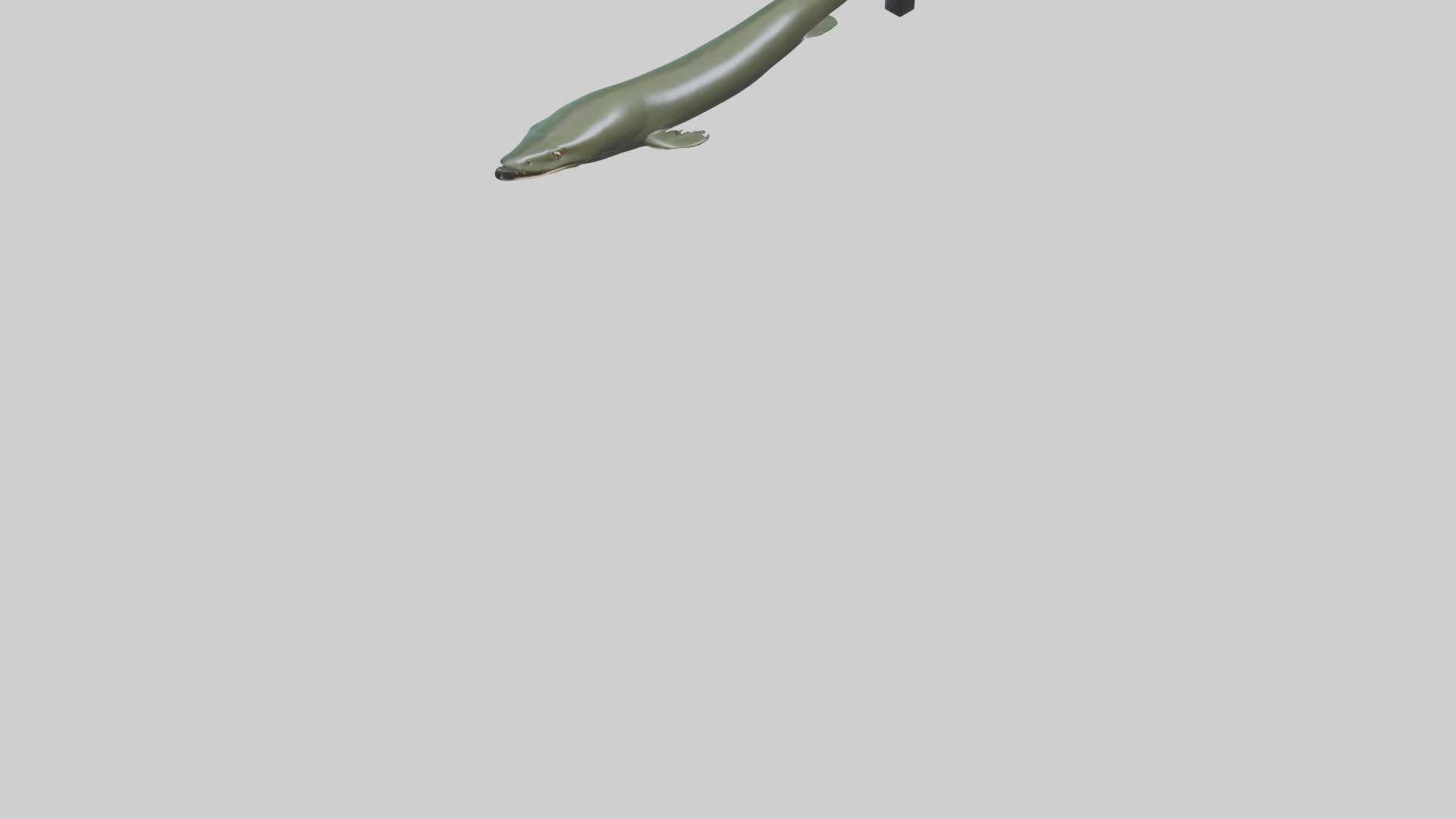 Electric Eel swimming model 3D model_6
