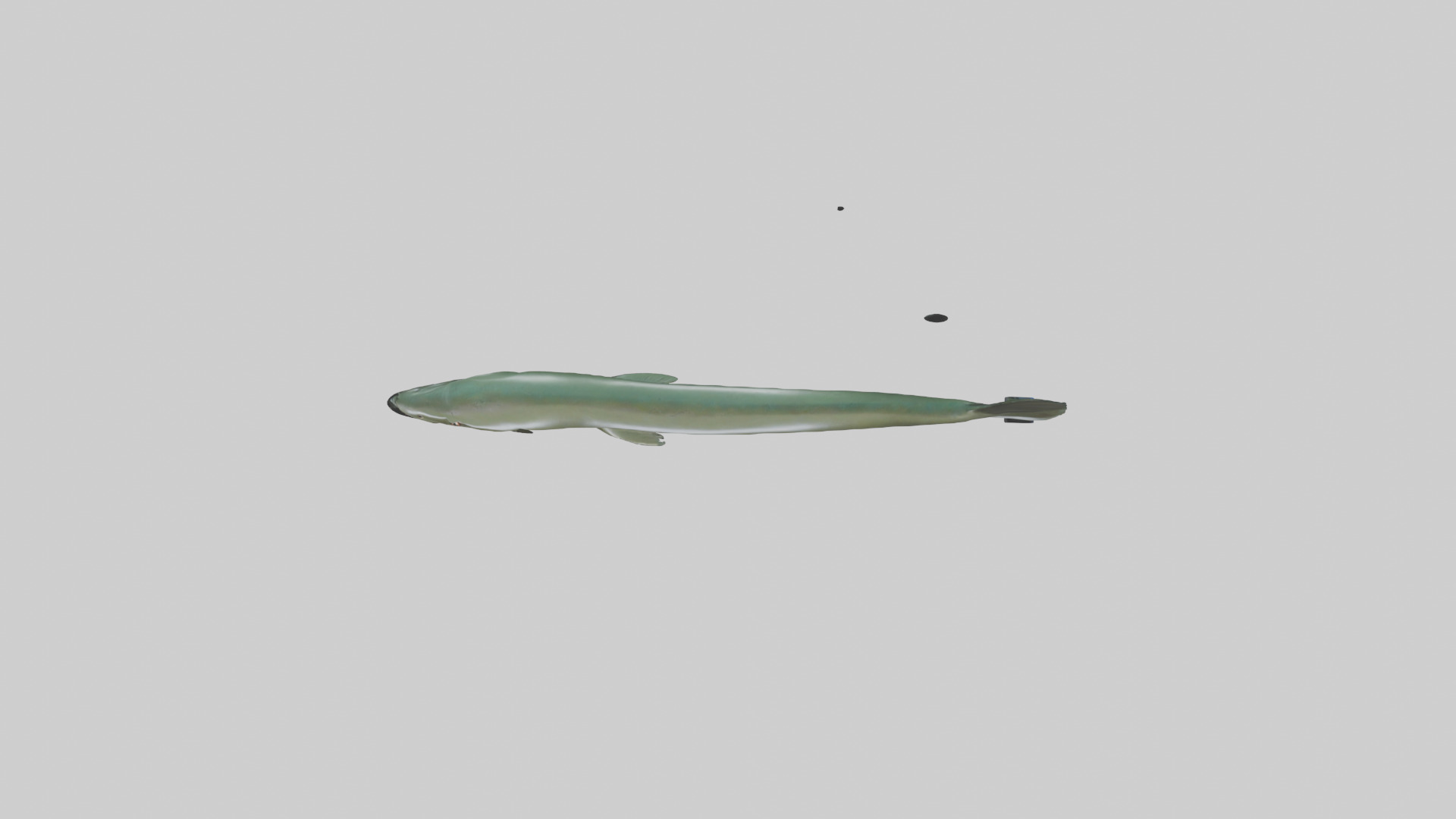 Electric Eel swimming model 3D model_14