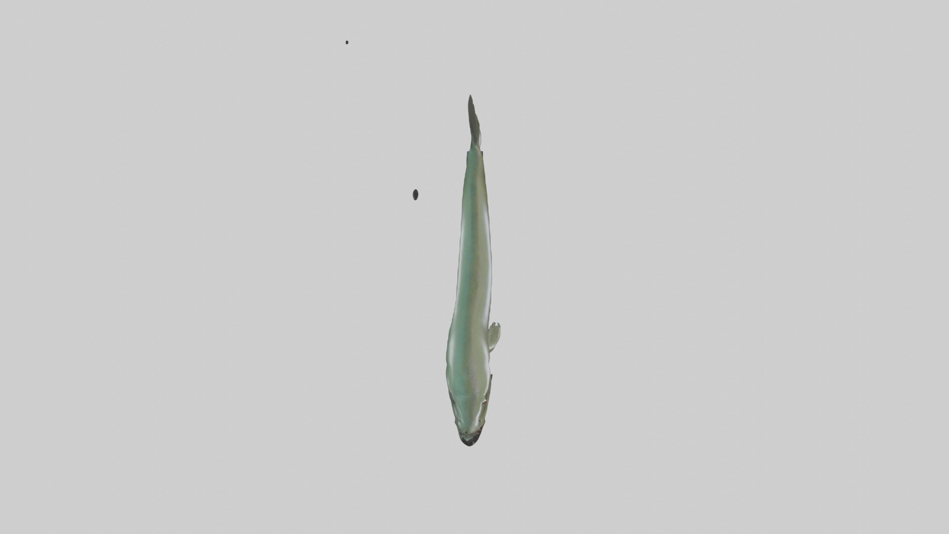 Electric Eel swimming model 3D model_18