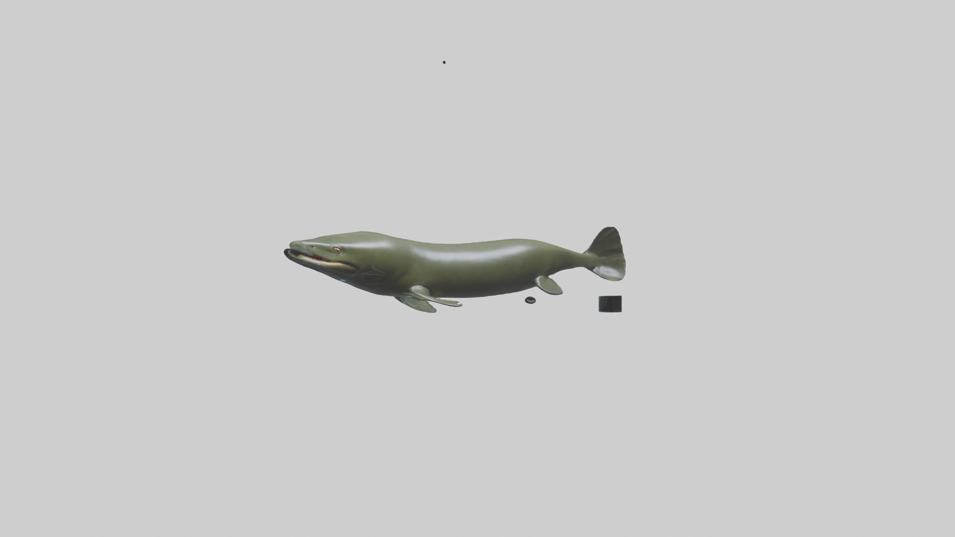 Electric Eel swimming model 3D model_11