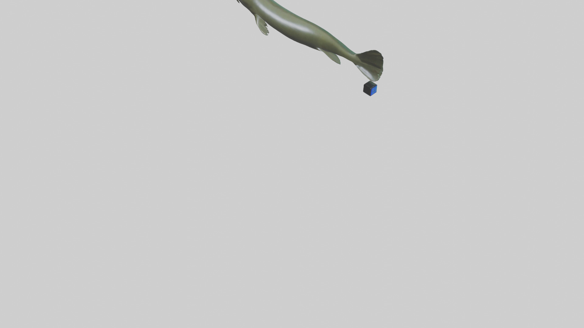 Electric Eel swimming model 3D model_5