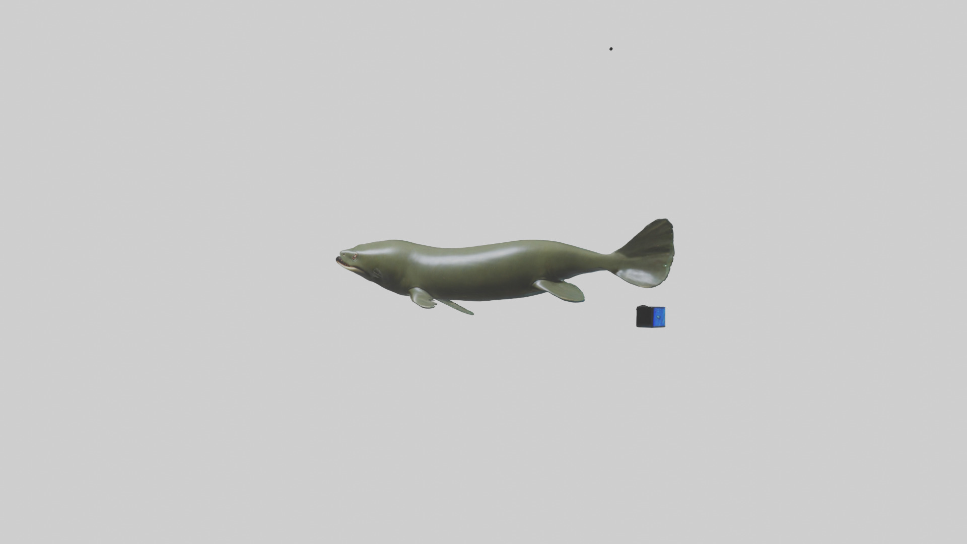 Electric Eel swimming model 3D model_8