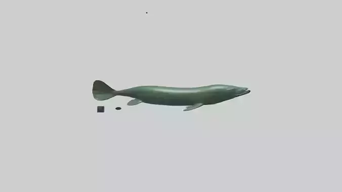 Electric Eel swimming model