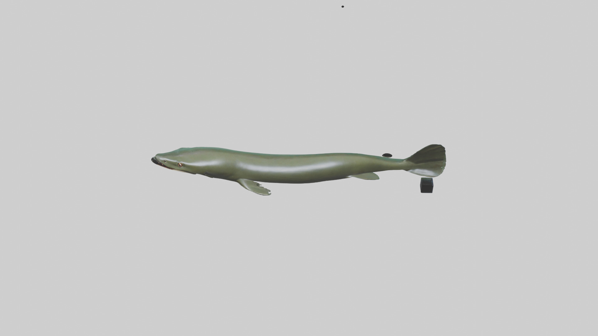 Electric Eel swimming model 3D model_16