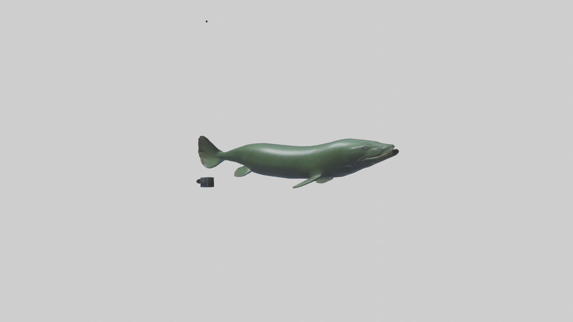 Electric Eel swimming model 3D model_2