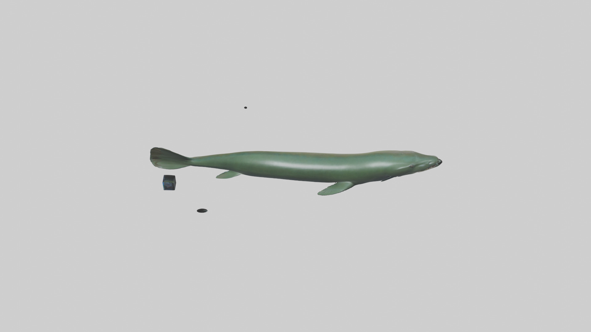 Electric Eel swimming model 3D model_15