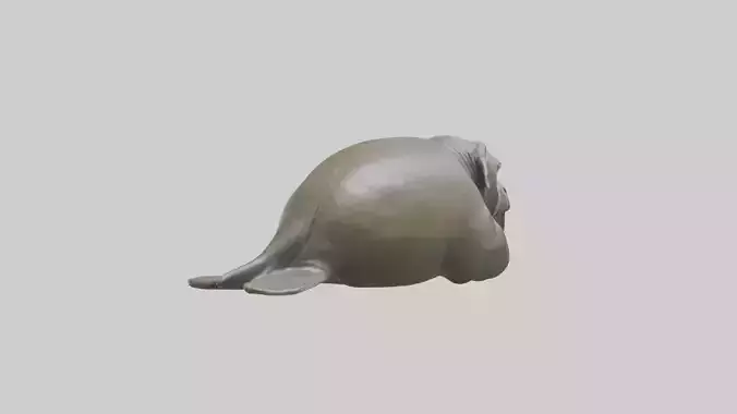 Elephant Seal statue model