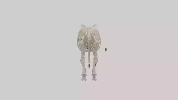 Elephant Skeleton model