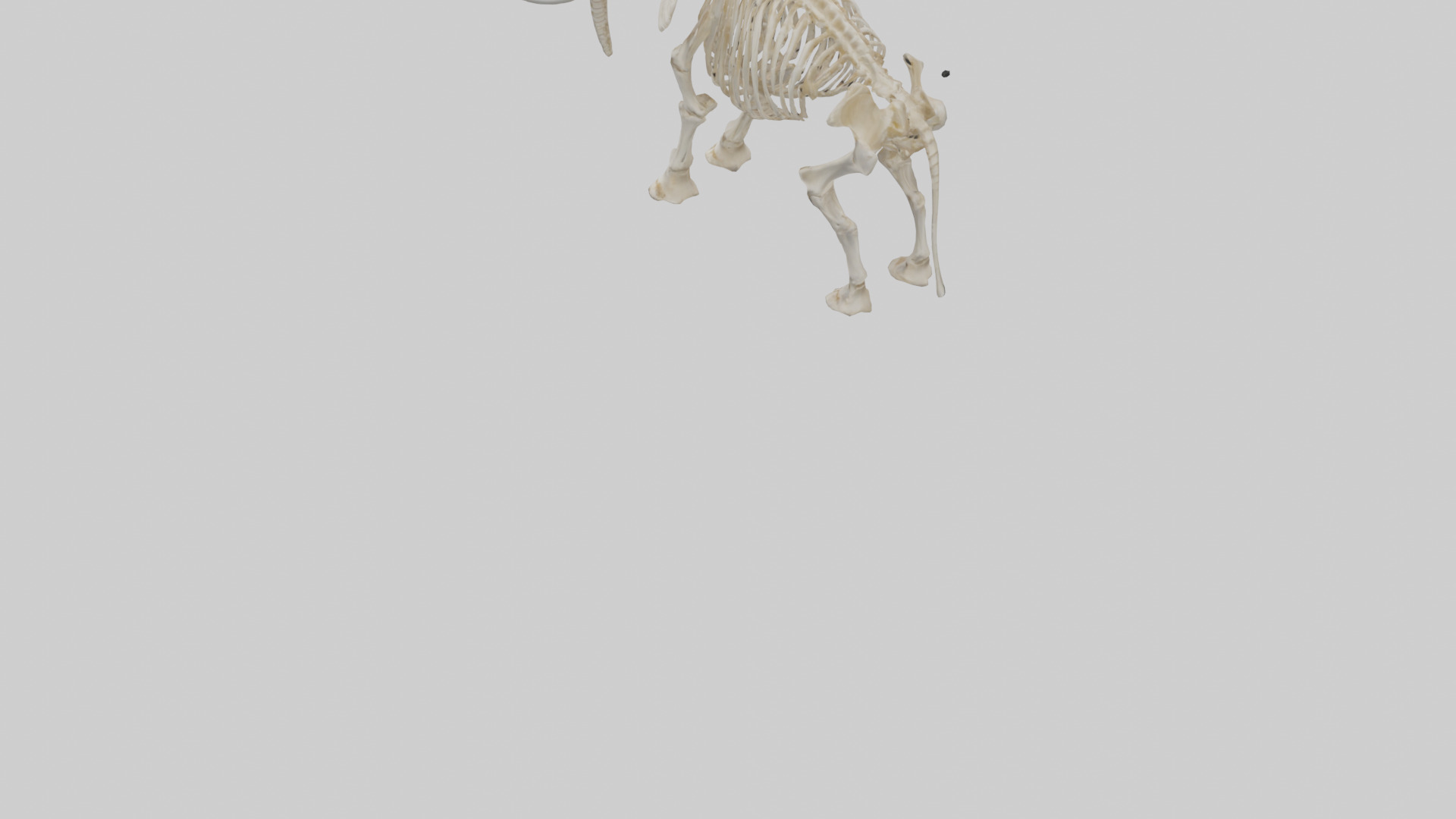 Elephant Tusk Skeleton model 3D model_3