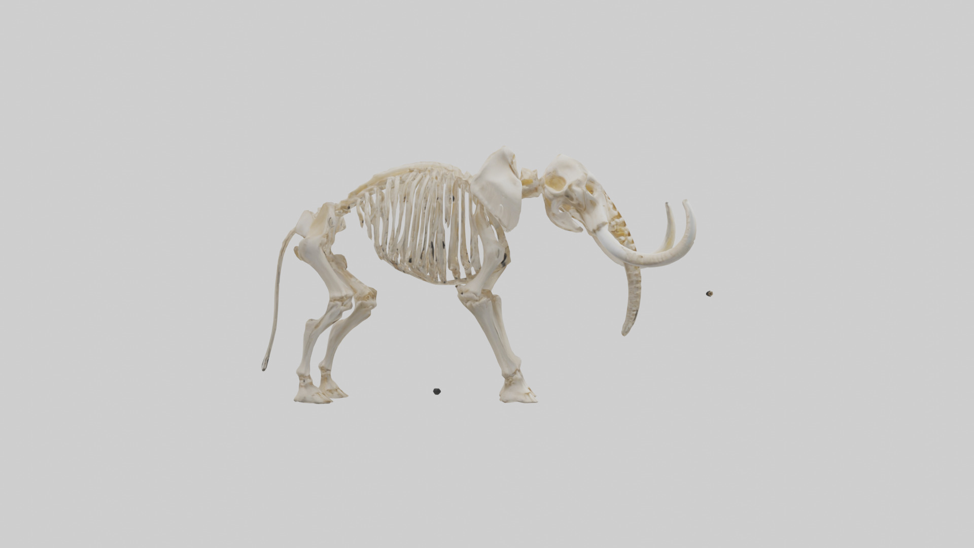 Elephant Tusk Skeleton model 3D model_13