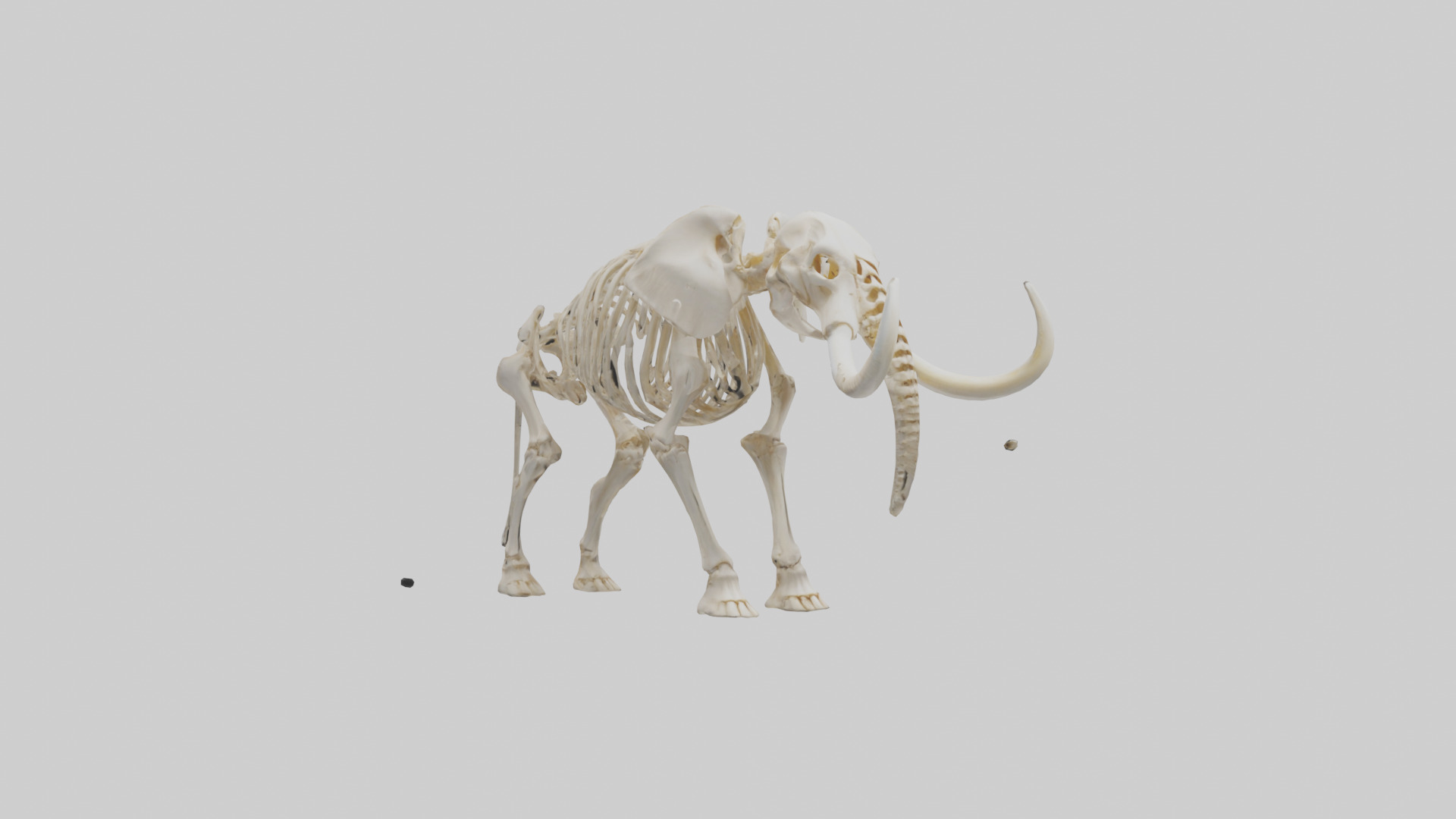 Elephant Tusk Skeleton model 3D model_7