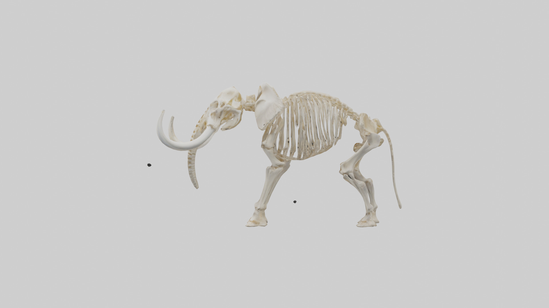 Elephant Tusk Skeleton model 3D model_12