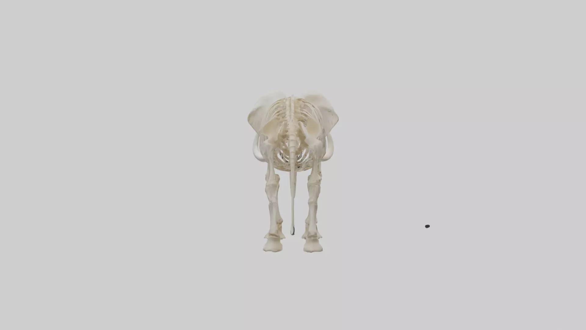 Elephant Tusk Skeleton model 3D model_0