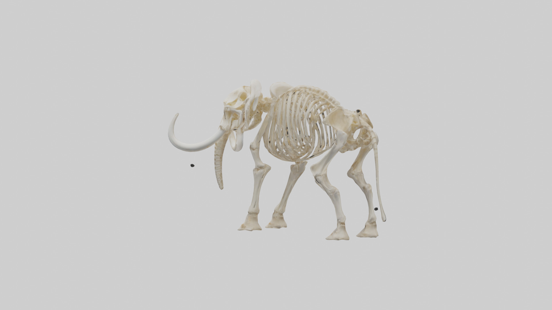 Elephant Tusk Skeleton model 3D model_1