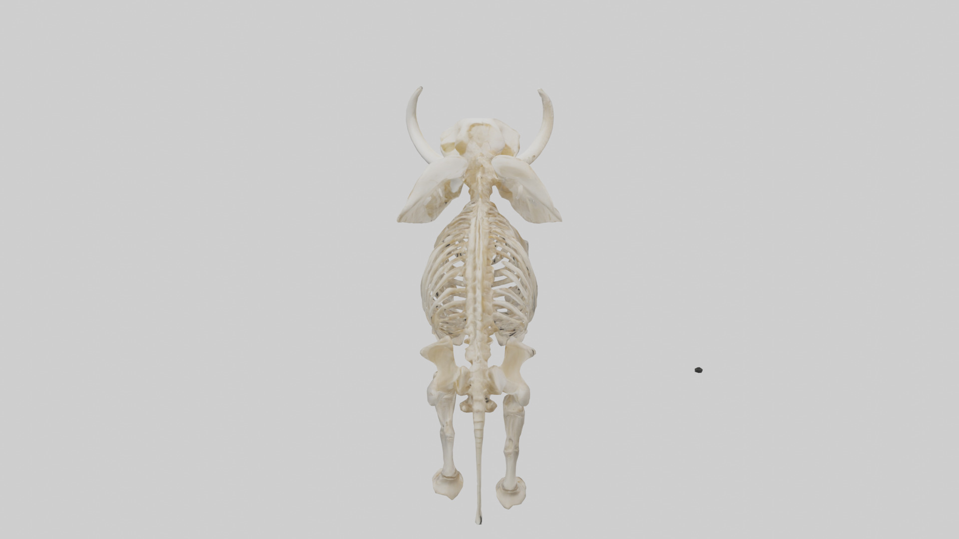 Elephant Tusk Skeleton model 3D model_15