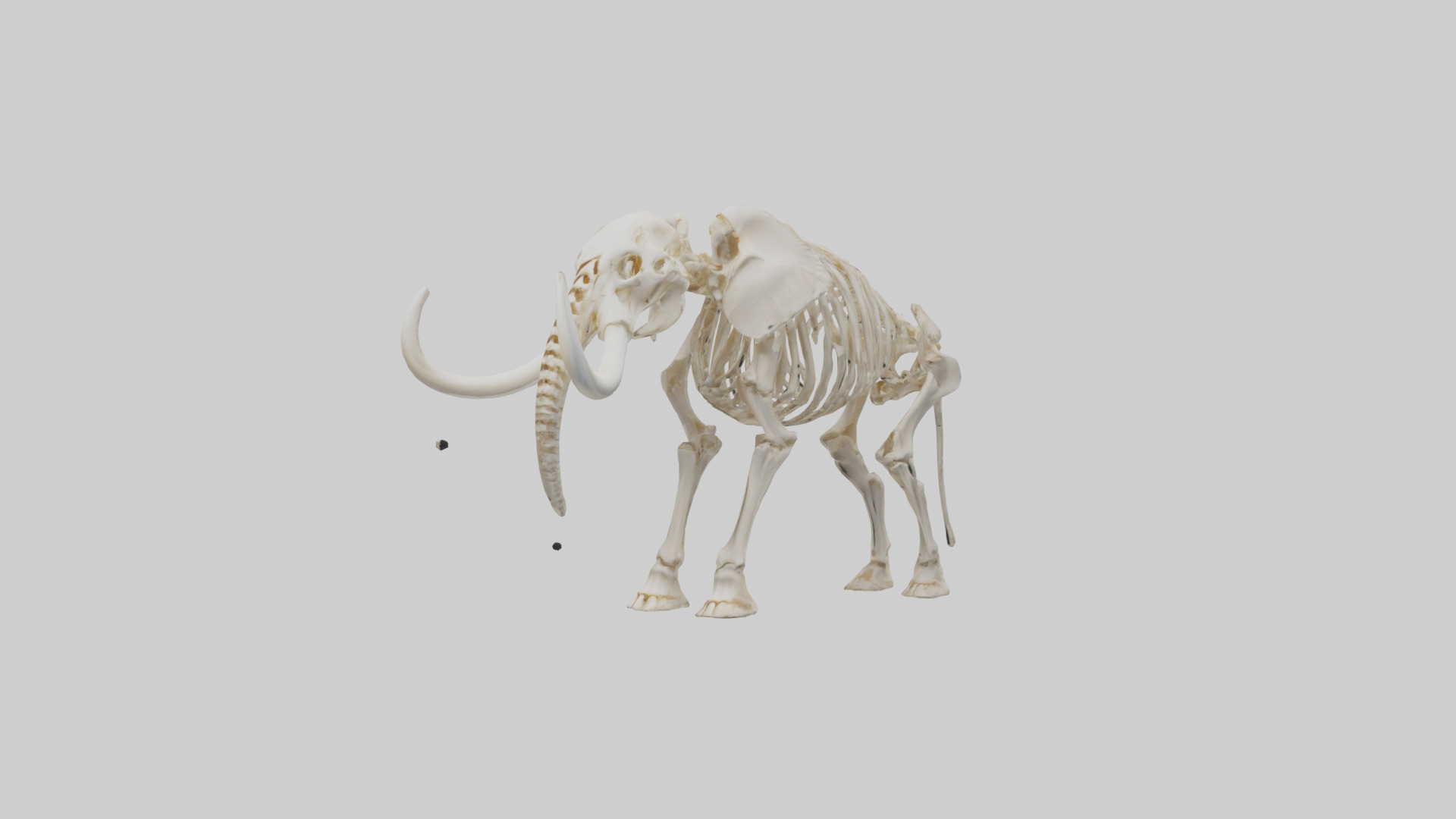 Elephant Tusk Skeleton model 3D model_10