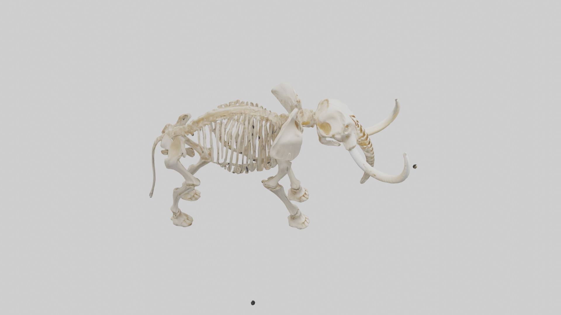Elephant Tusk Skeleton model 3D model_18