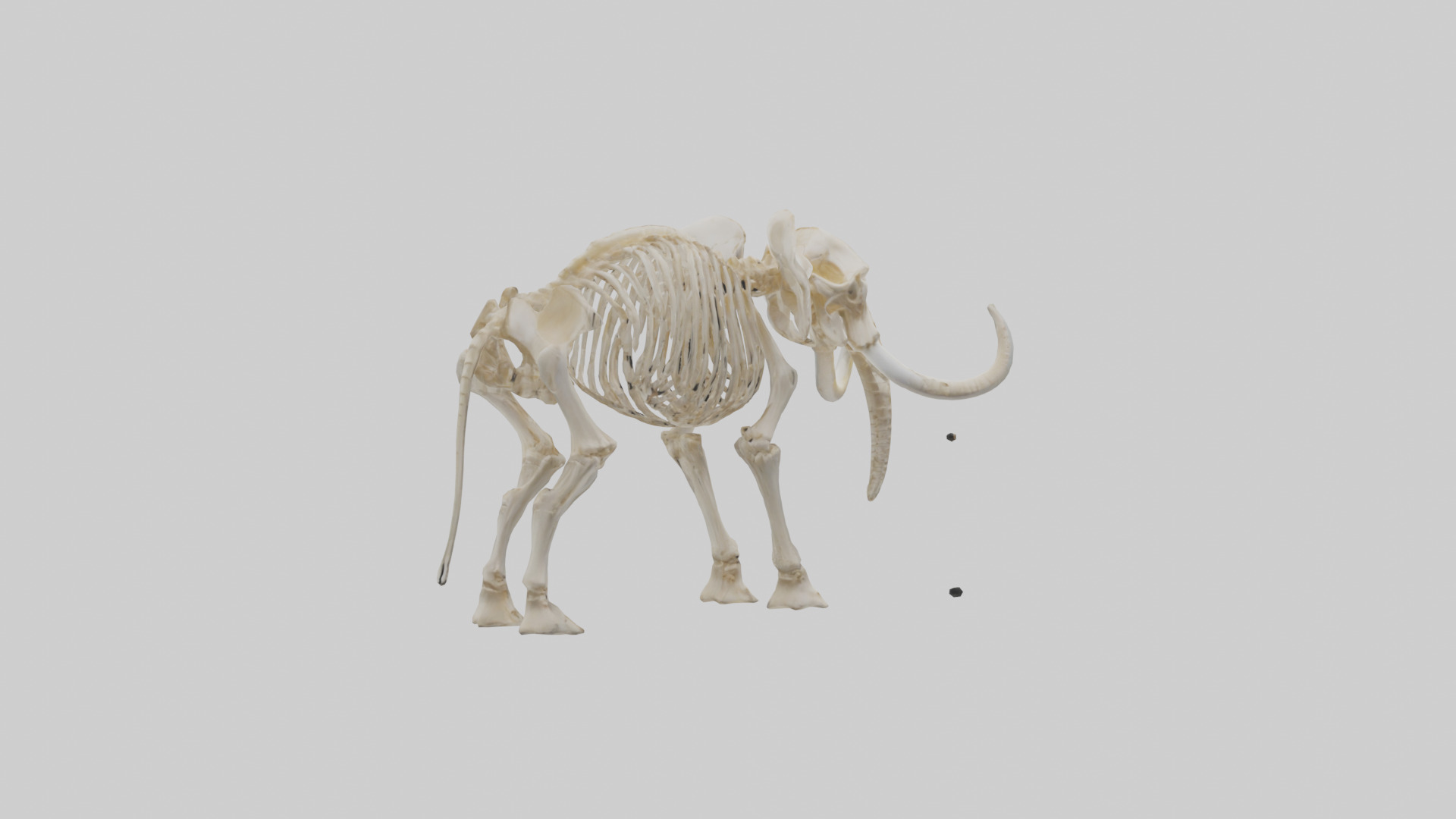 Elephant Tusk Skeleton model 3D model_2